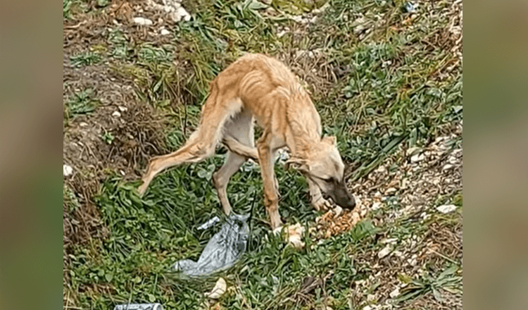 Encontró un perro asustado que no confía en las personas y está muy triste