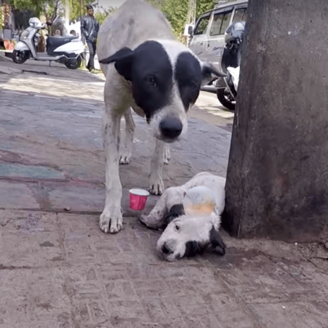 Mamá lloraba en voz alta por su cachorro que se aferraba a la vida, mientras la gente pasaba caminando