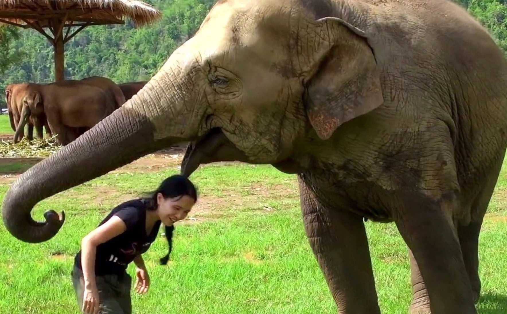 Elefante irrumpe en una entrevista para “salvar” a su cuidadora de los entrevistadores