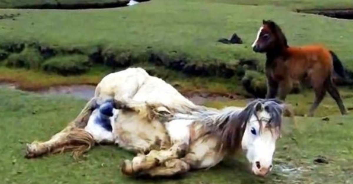 Mamá caballo se enreda gravemente y se cae, el potro entra en pánico al ver que se acerca la marea