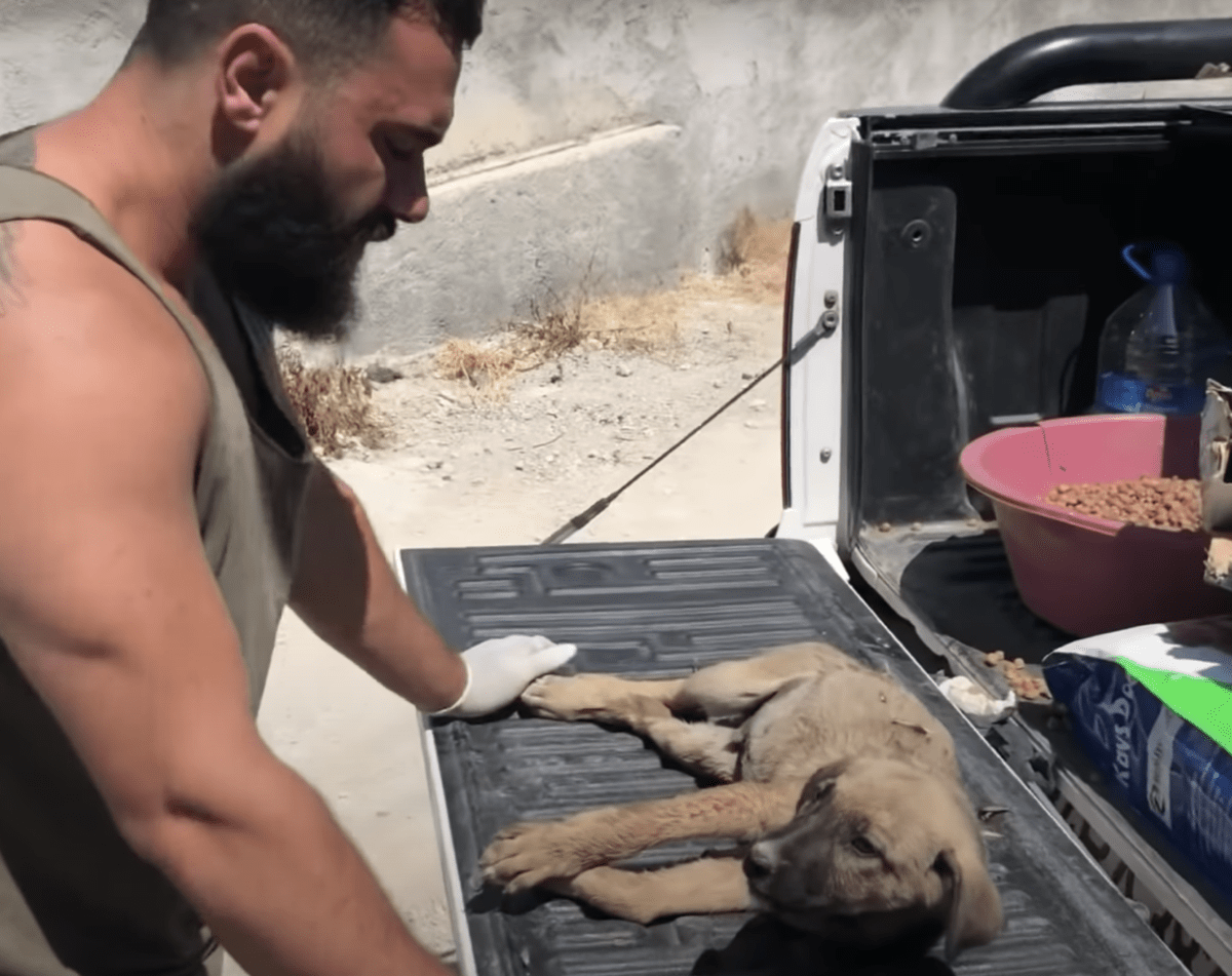 Cachorro confundido acribillado por diminutas balas y atado con alambre, sintió que todo era su culpa