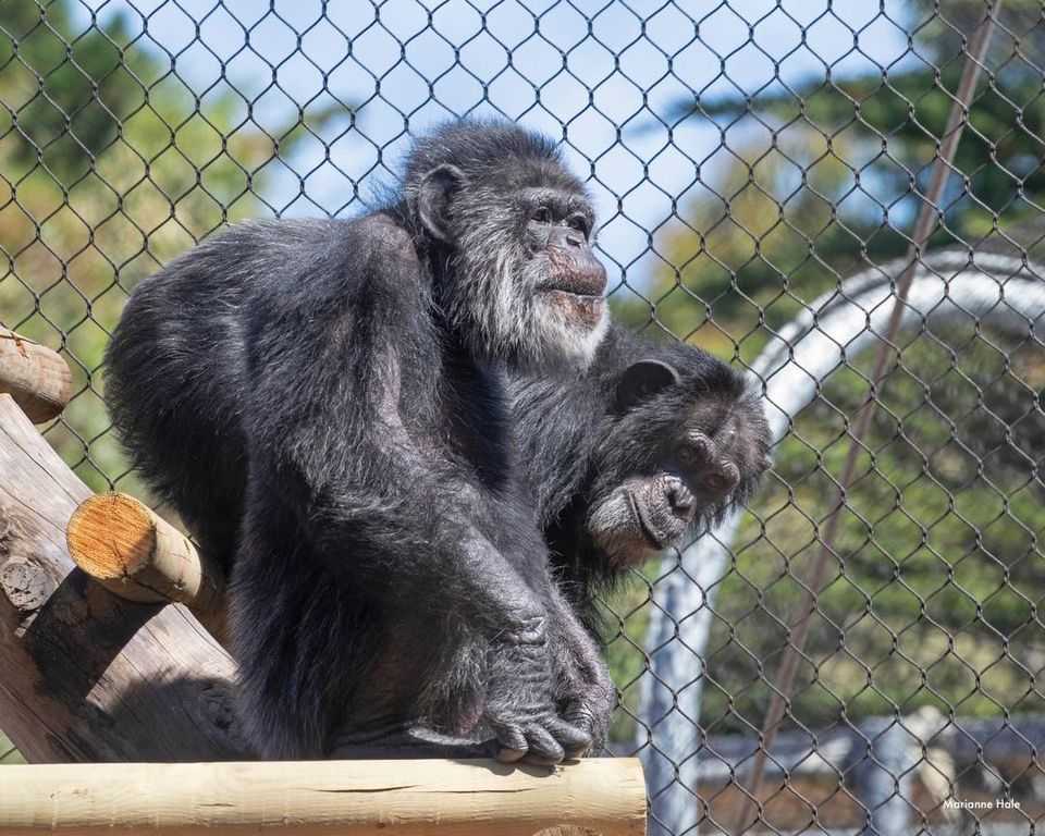 Cobby, el chimpancé macho más viejo de Estados Unidos, muere a los 63 años — Descanse en paz