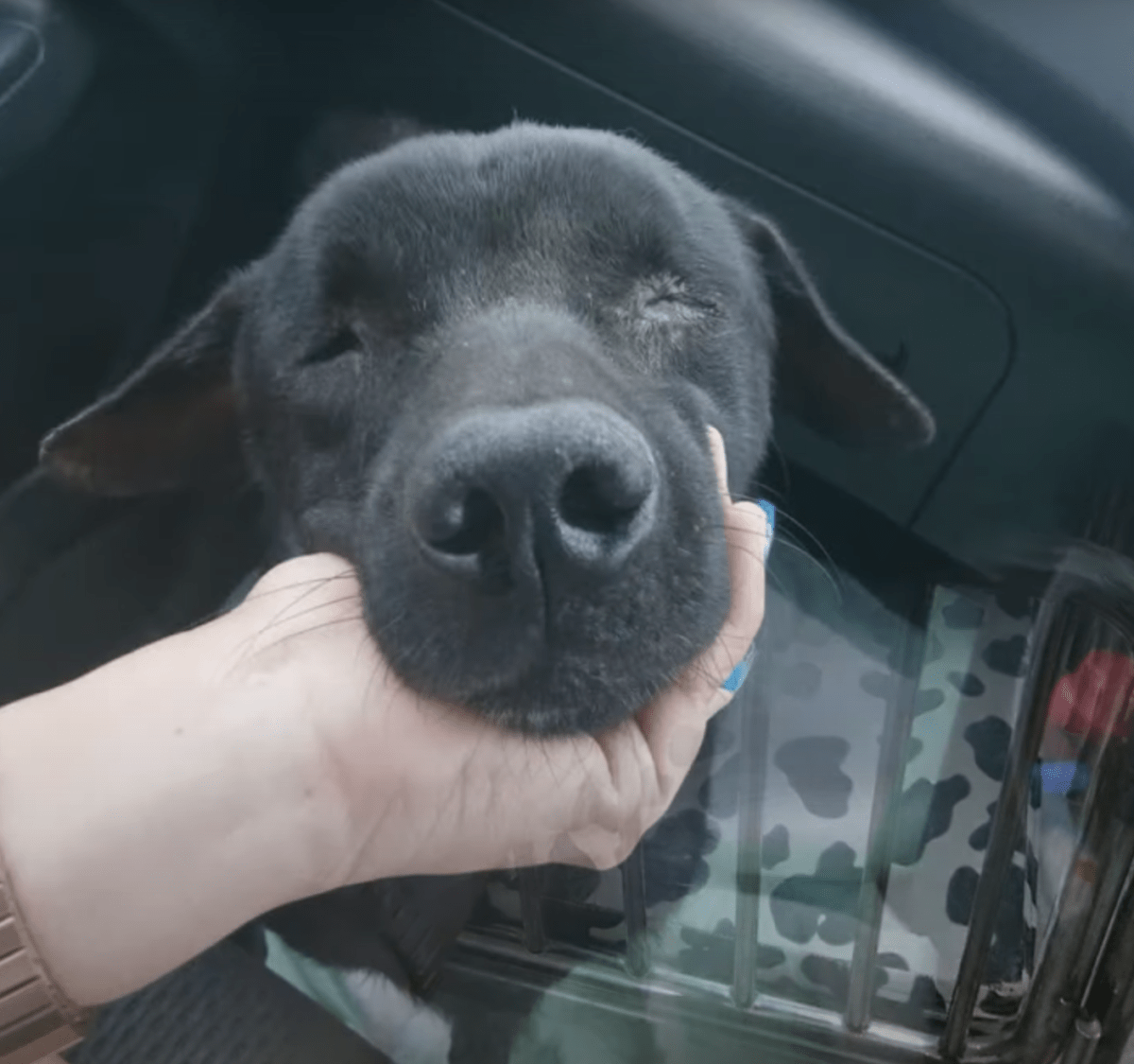 Perro cegado se acostó y esperó el cielo, se esforzó por levantarse mientras una mujer gritaba