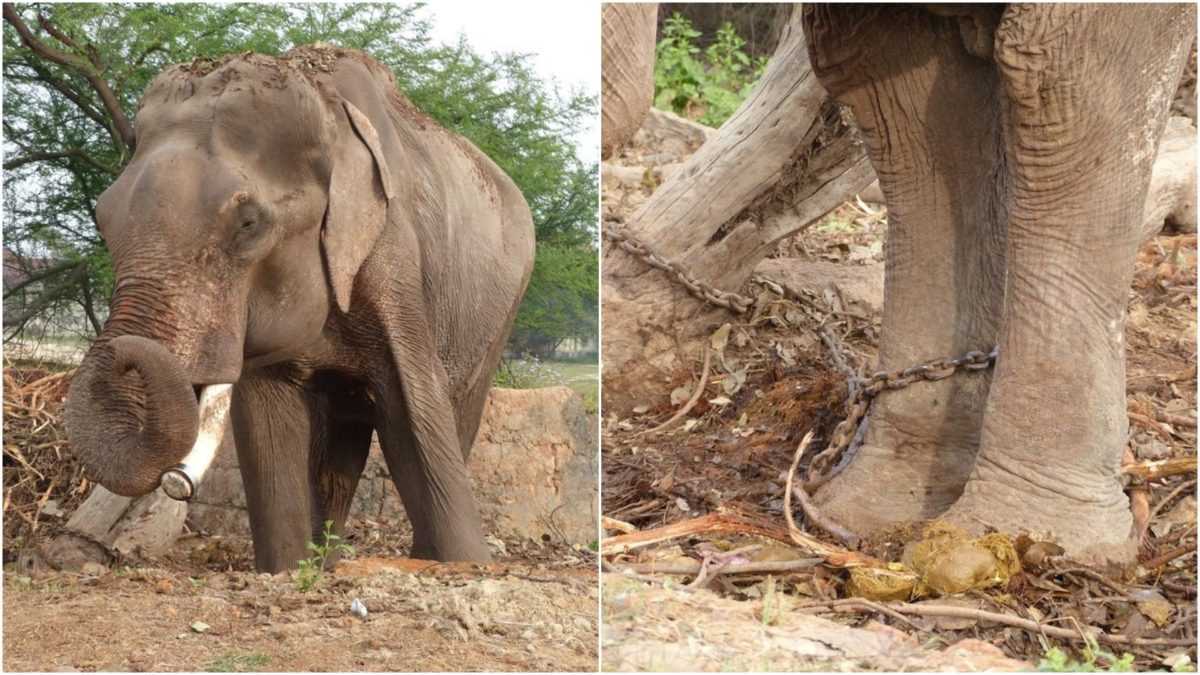 Apodado el elefante más desafortunado del mundo, no conoció nada más que una vida de sufrimiento durante 50 años