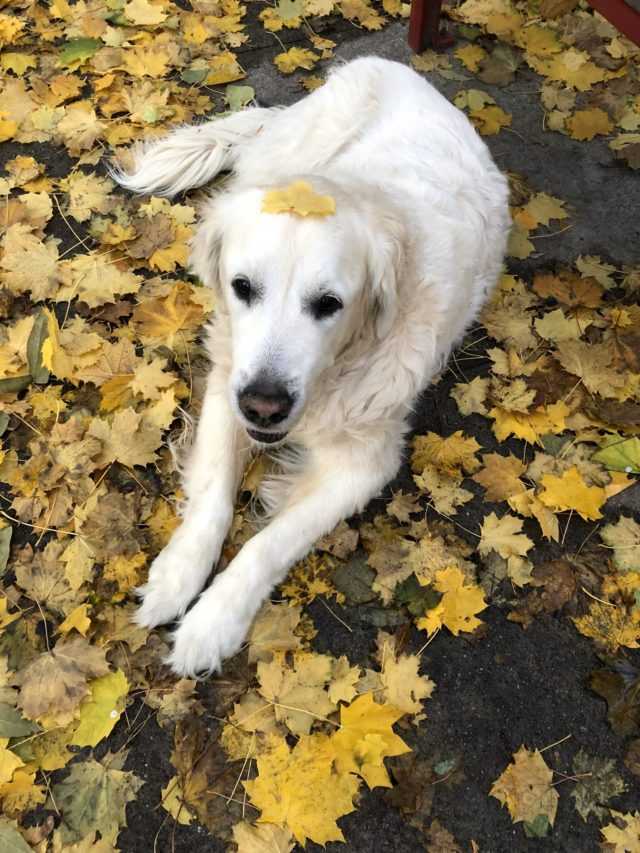 Papá canino con el corazón roto comparte video del último paseo de su cachorro