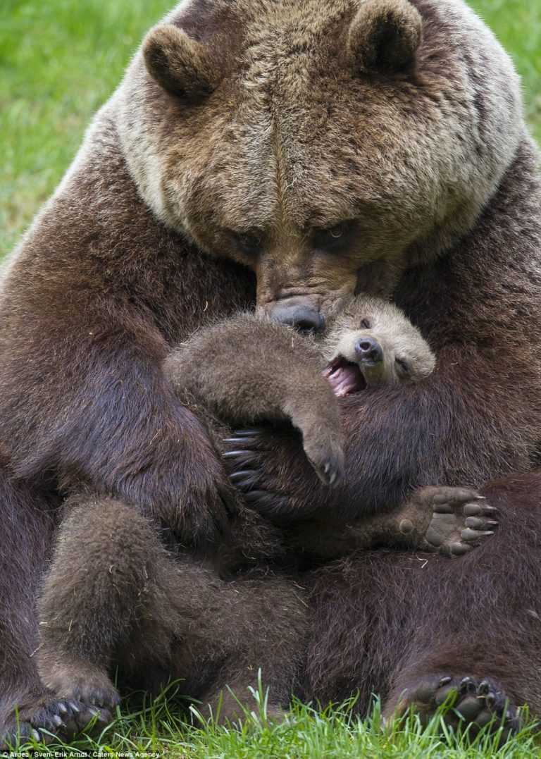 El oso le trajo a su cachorro a la niña para que ella le sacara la astilla de la pata.