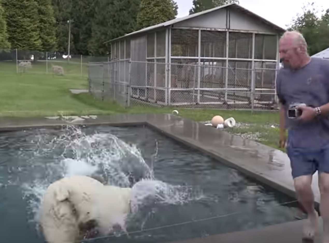 Hombre nada con un oso polar blanco que había criado durante más de dos décadas