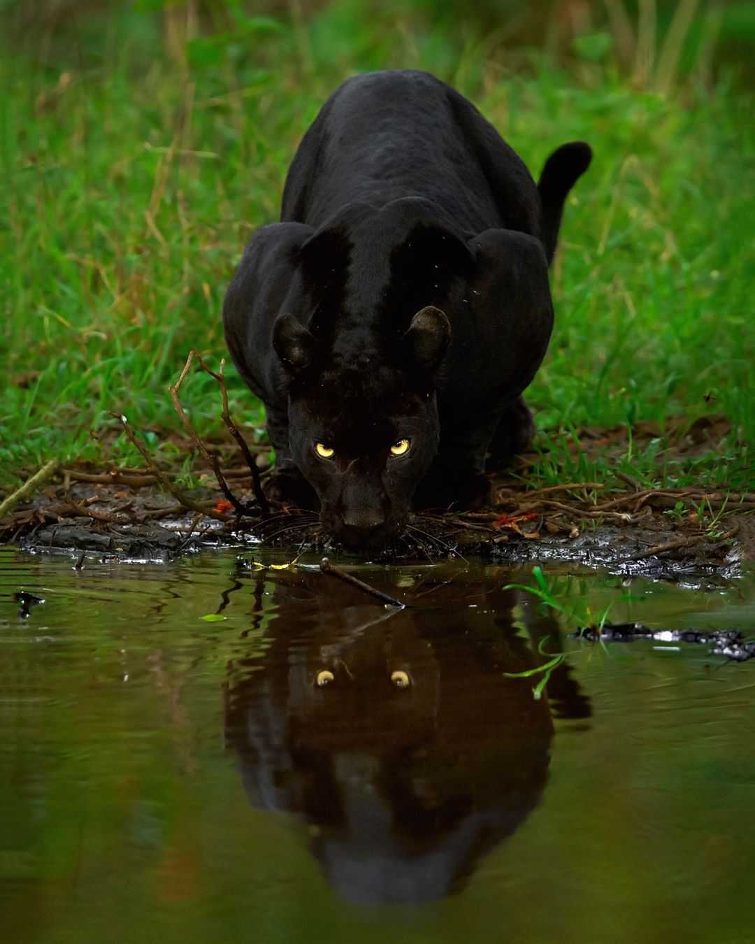 Fotógrafo captura increíble foto de una pareja de leopardos y panteras negras