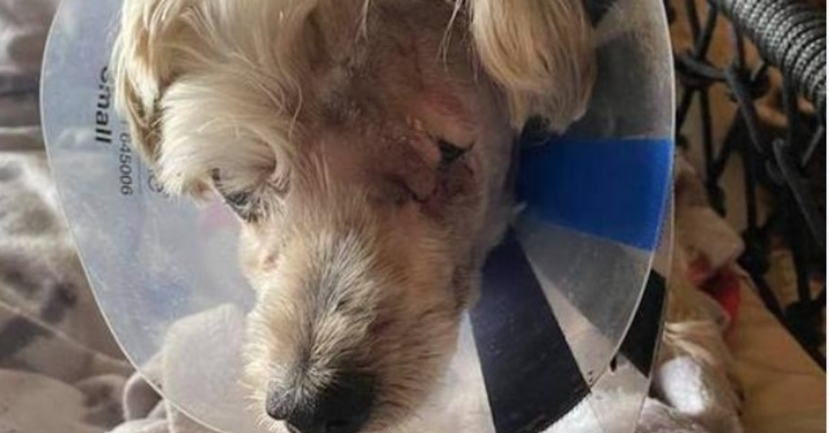 Perro abandonado rociado en los ojos con ambientador para dejar de ladrar finalmente recibe el amor que se merece