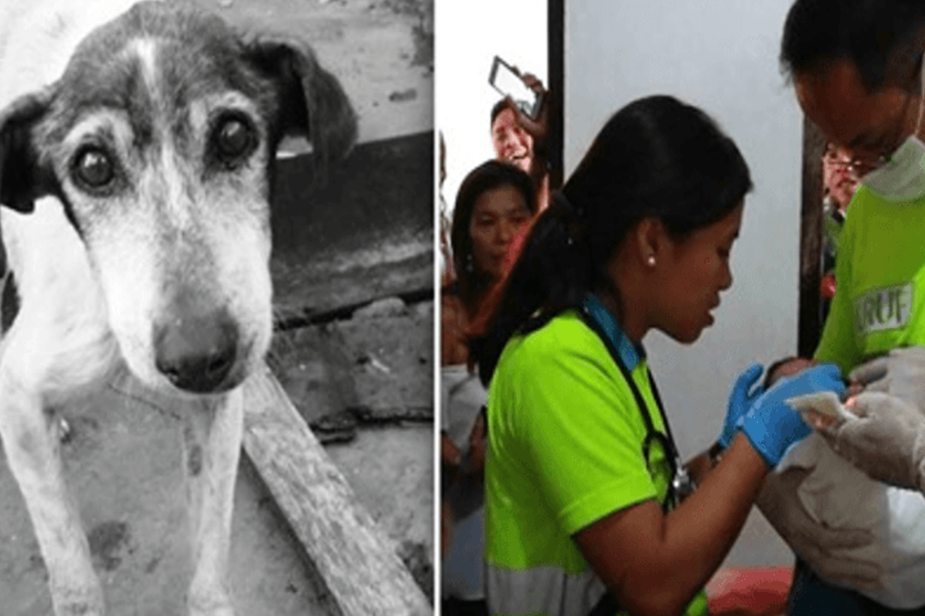 Perro callejero salva a bebé recién nacido flotando en un montón de basura