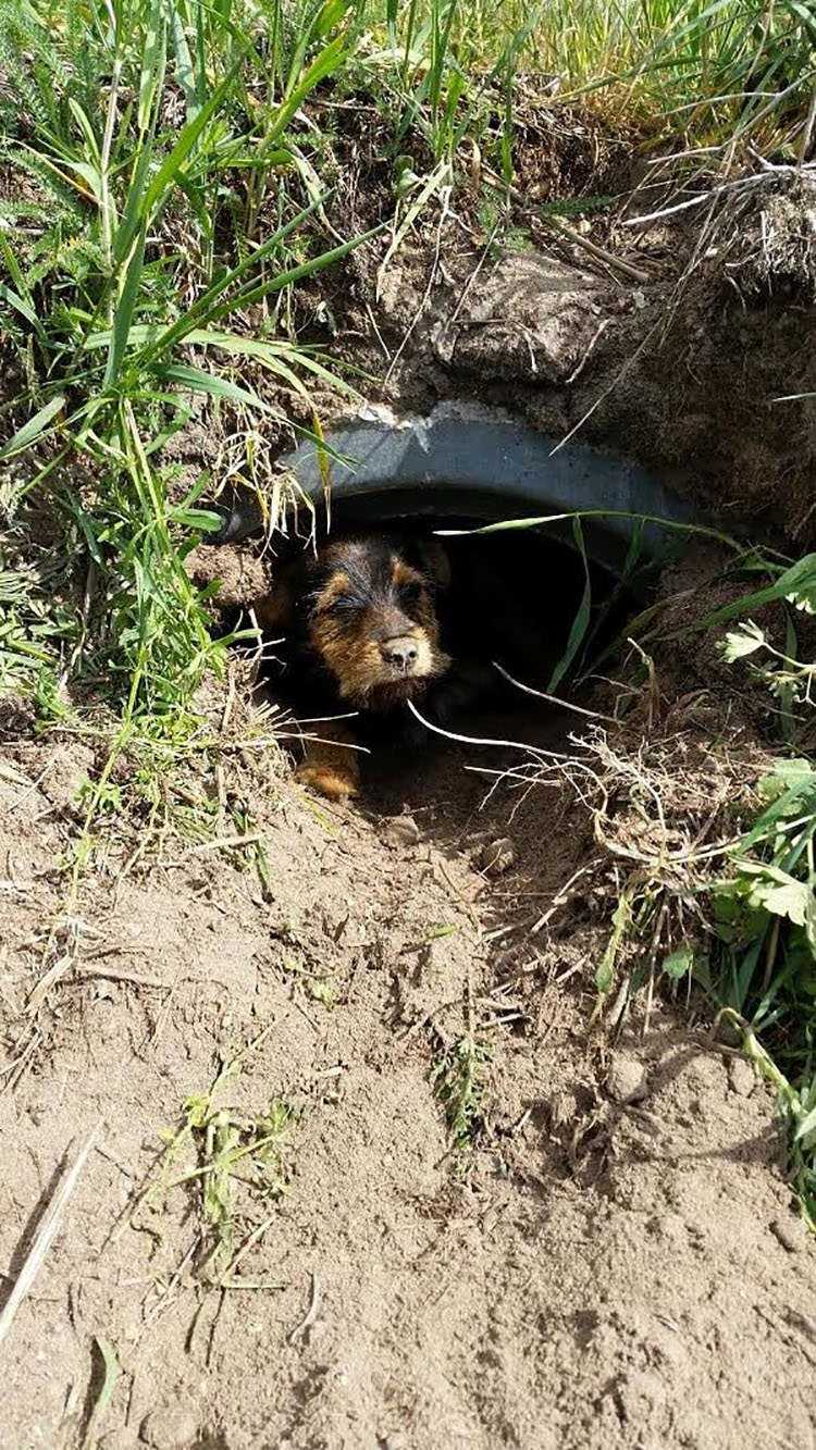 Este perro con las piernas rotas vivía solo en una zanja