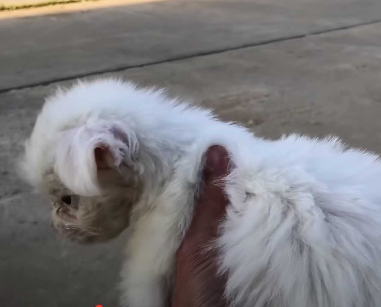 Cachorro triste está esperando en la calle por ayuda de alguien