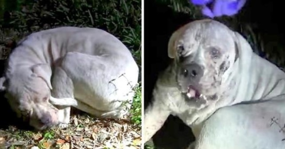 Perro enfermo tirado en un humedal desierto ve una luz parpadeando sobre él y mira hacia arriba