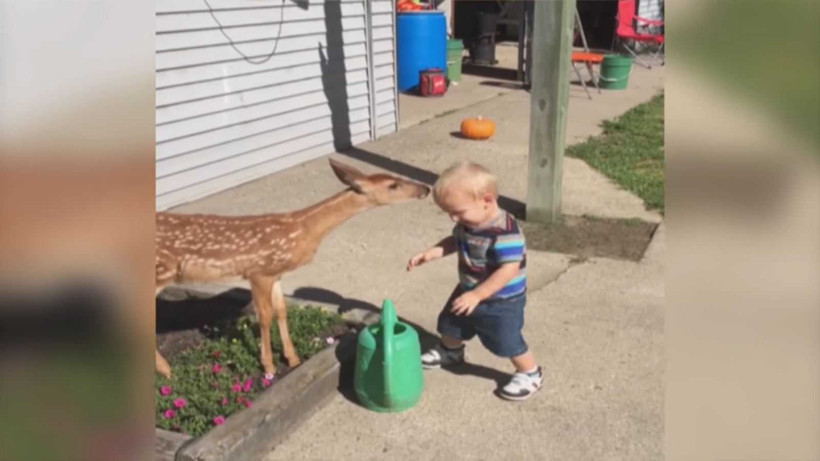 Niño se hace amigo de un ciervo y obtiene mucho más de lo que esperaba a cambio