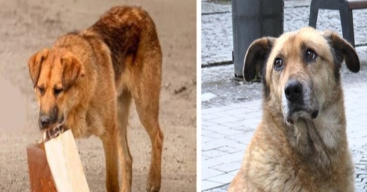 El Perro Venía Todos Los Días Por Comida Y La Llevaba En Una Bolsa Al Paso Subterráneo. El hombre lo siguió