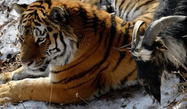 Le dieron una cabra viva a un tigre como comida, pero los dos se convirtieron en mejores amigos