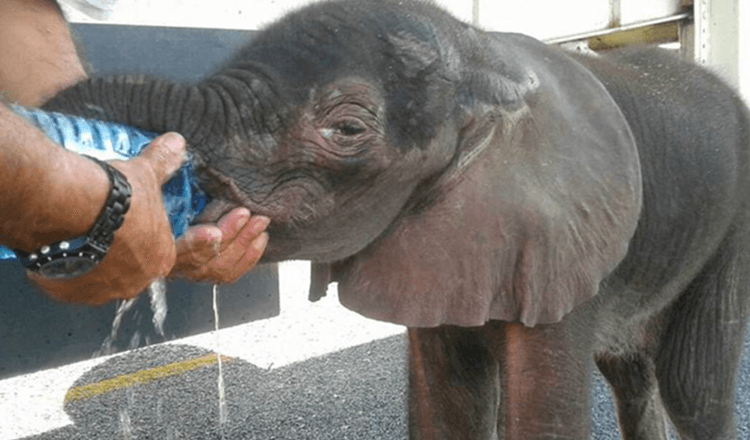 Pequeño elefante sale de la nada, lo detuvo un grupo de camioneros