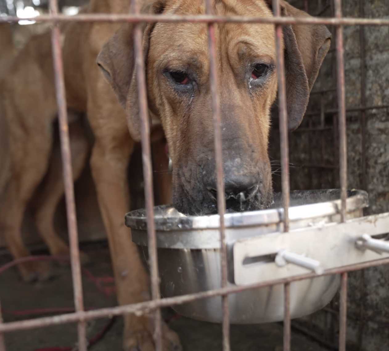 El último perro rescatado de la granja de carne, Robin tenía miedo de dejar su perrera