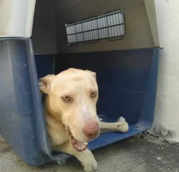 Perro callejero que rogó a la gente que comprara donas para financiar el costo de su cirugía, ahora está en el cielo