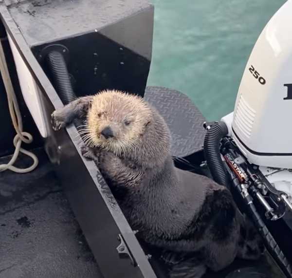 Nutria busca refugio en el bote de un hombre que apenas escapa de las fauces de una ballena asesina