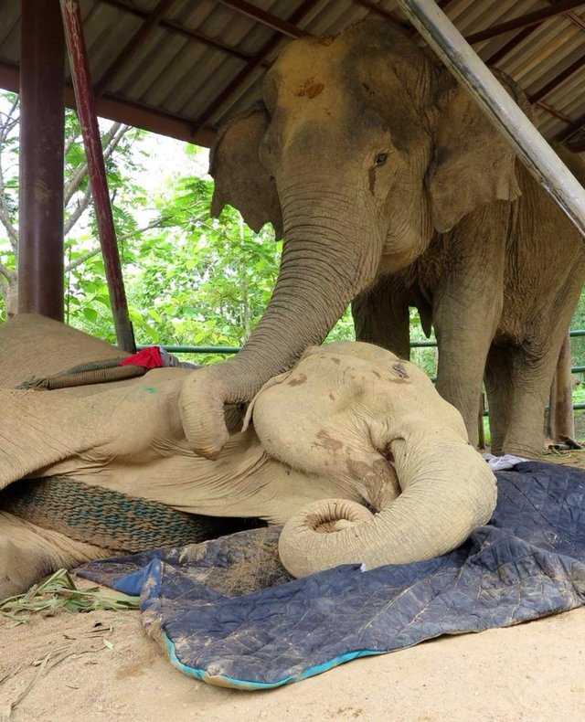 Perro se niega a separarse de su amigo elefante en sus últimas horas de vida